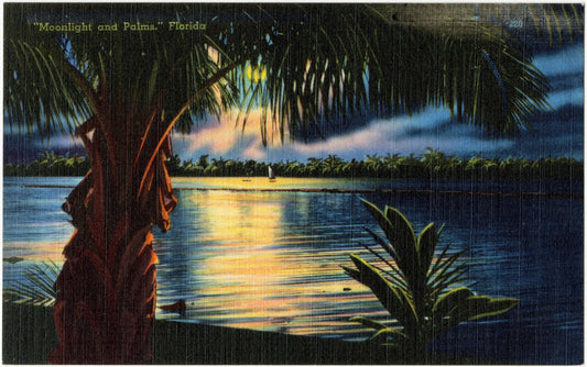 Moonlight and Palms