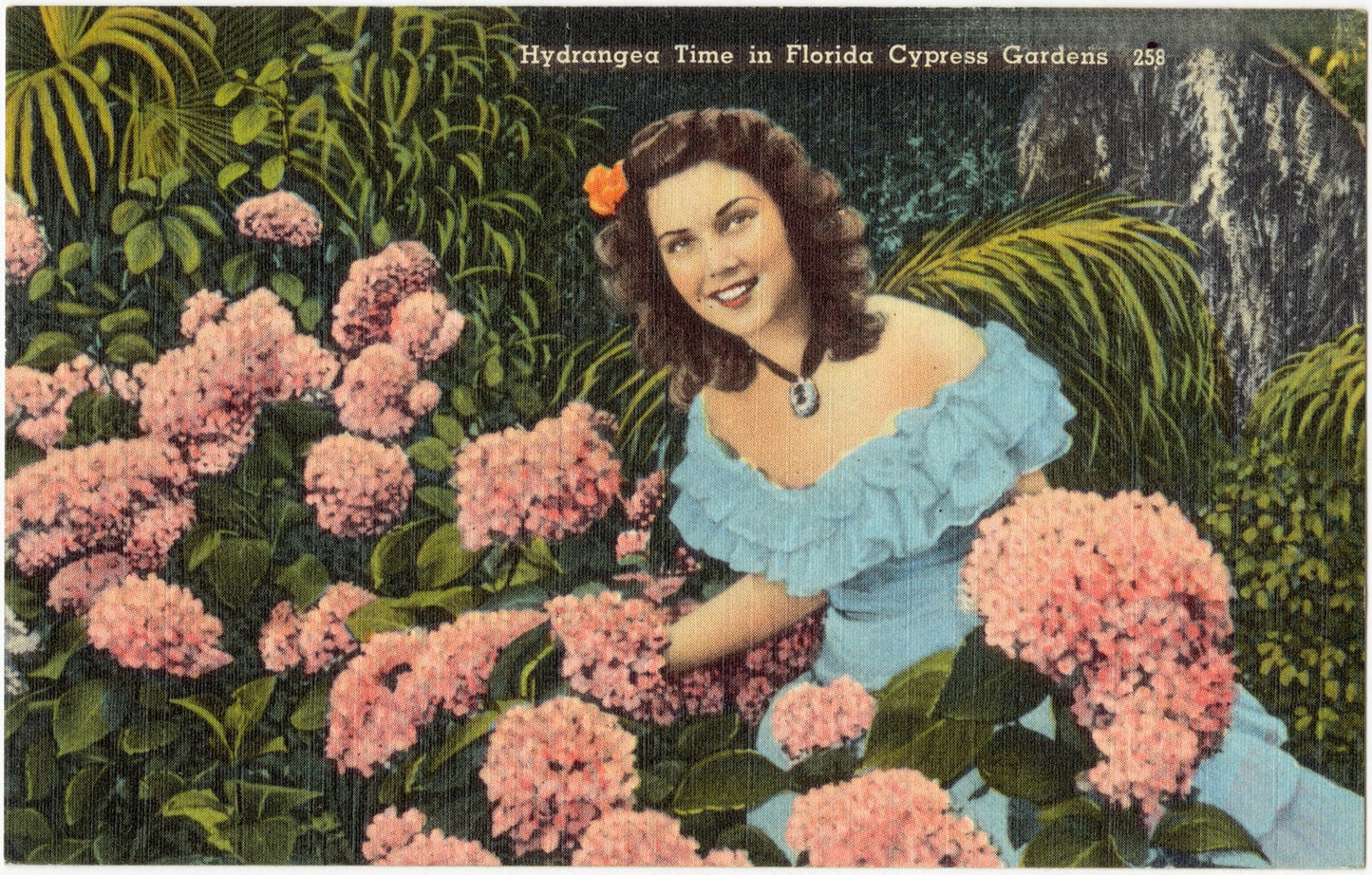 Hydrangea Time at Florida's Cypress Gardens