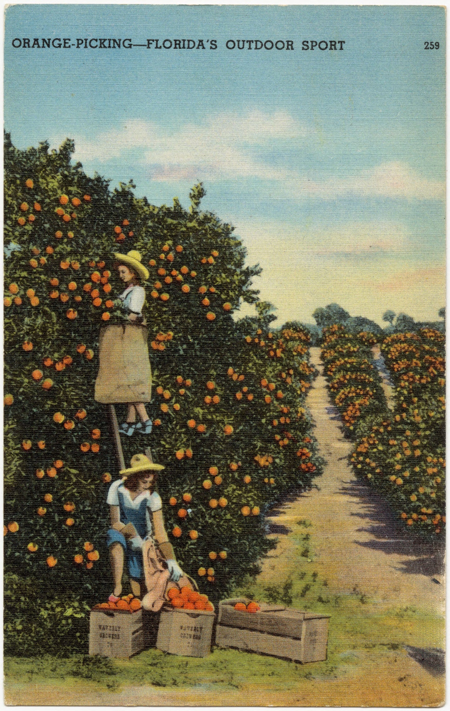 Orange Picking-Florida's Outdoor Sport