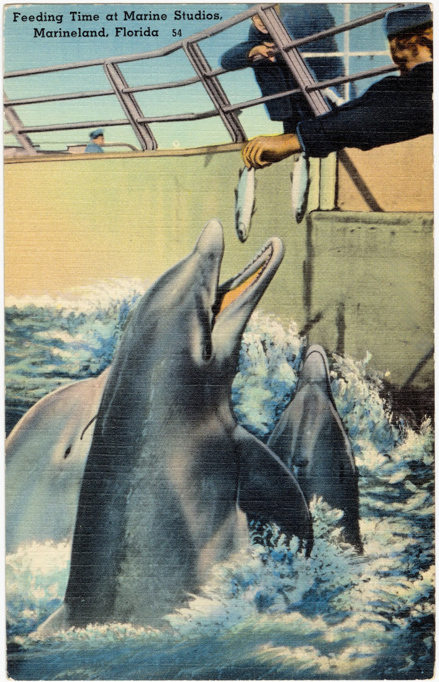 Feeding Time at Marineland