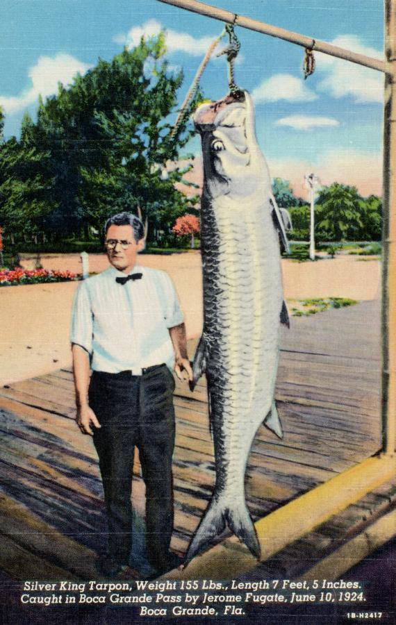 Silver King Tarpon--Boca Grande