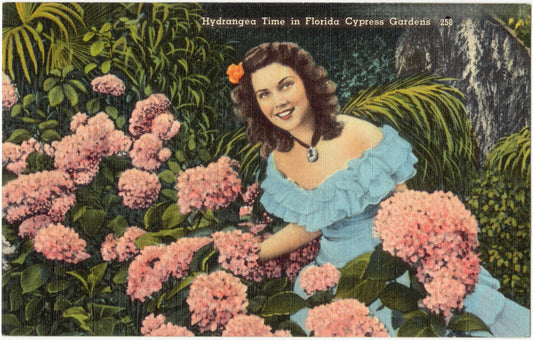 Hydrangea Time at Florida's Cypress Gardens