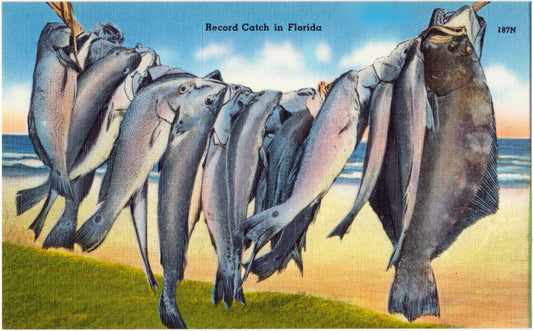 Record Catch in Florida