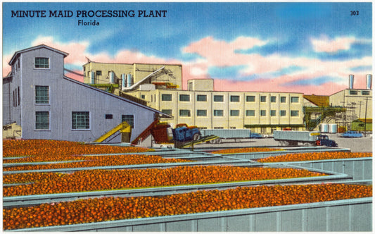 Minute Maid Plant
