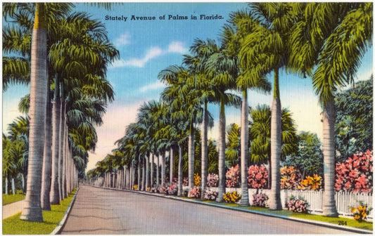 Stately Avenue of Palms in Florida