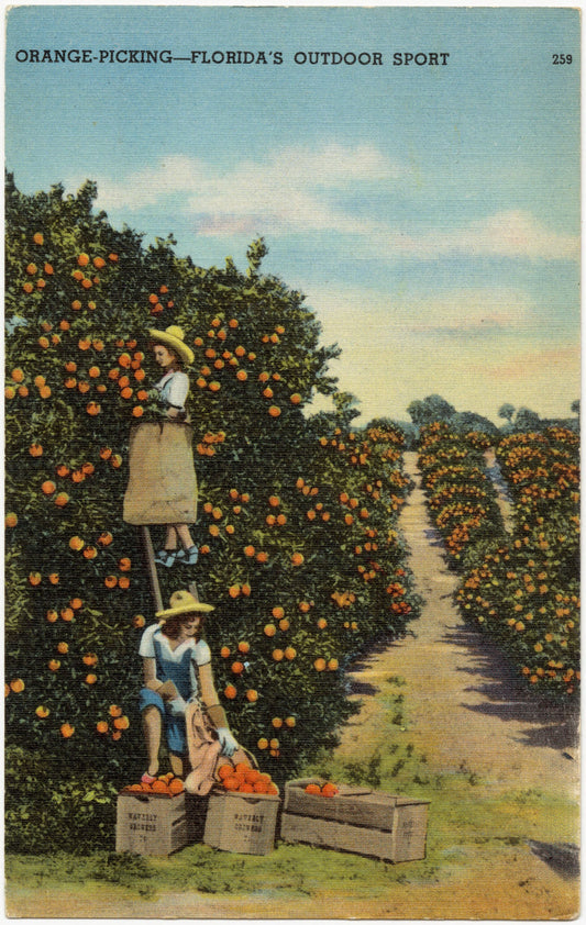 Orange Picking-Florida's Outdoor Sport