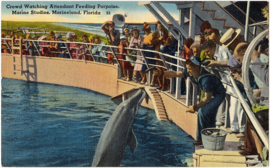 Crowd Watching Attendant Feeding Porpoise