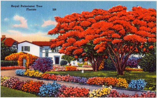 Royal Poinciana Tree