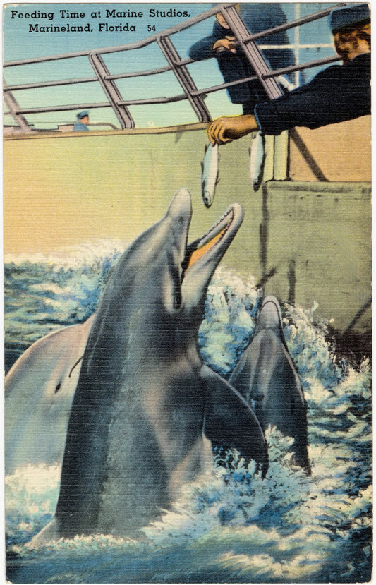 Feeding Time at Marineland