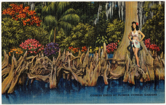Cypress Knees at Florida's Cypress Gardens
